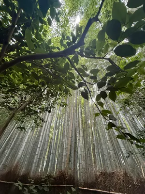 Adashino Nenbutsu-Ji Bamboo