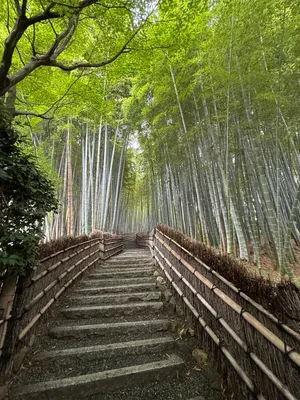 Adashino Nenbutsu-Ji Bamboo Forest