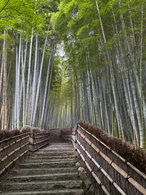 Adashino Nenbutsu-Ji Bamboo Forest