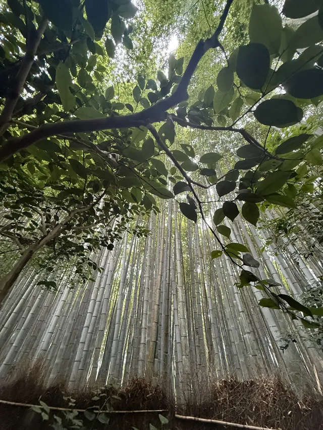 Adashino Nenbutsu-Ji Bamboo