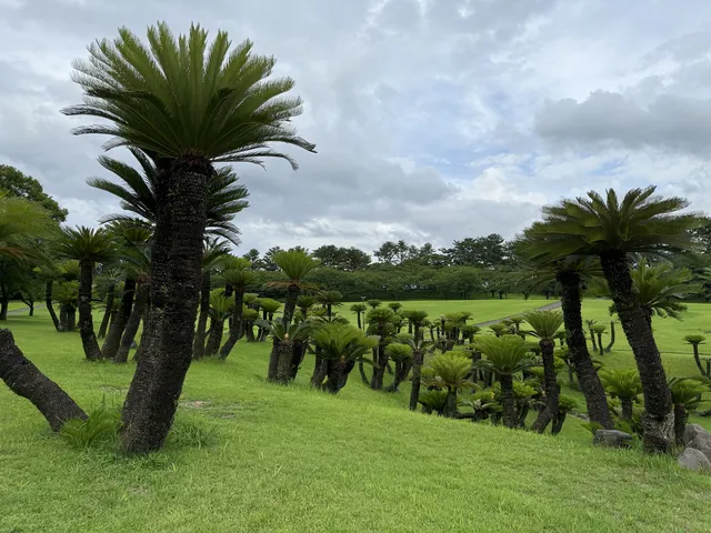 Yoshino Park Palms